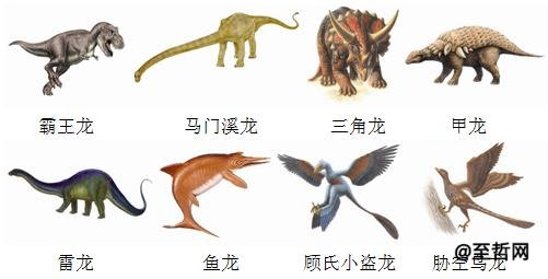 什么恐龙吃草也吃肉(中国发现了一只活恐龙)